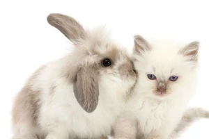 Những cặp 'song sinh' khác giống cực đáng yêu