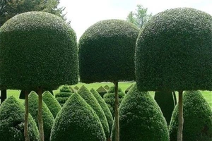 Tròn mắt với công nghệ tỉa cây độc đáo