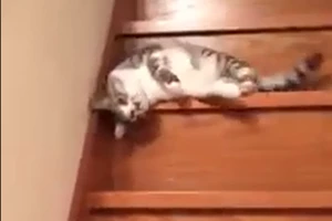 Chết cười với chú mèo lười đi cầu thang