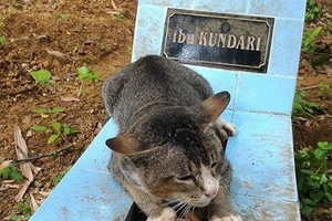 Chú mèo một năm ròng không rời mộ chủ