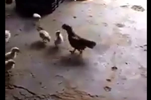 Gà con dũng mãnh đá gà lớn chạy té khói