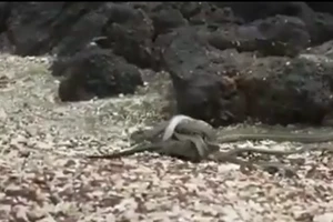 Thót tim với cuộc chạy trốn của kỳ nhông khỏi bầy rắn