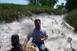 Trố mắt với dòng sông cá quẫy lên tận canô
