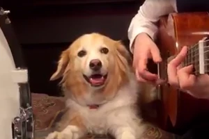 Clip cực độc: Chó cùng chủ chơi nhạc