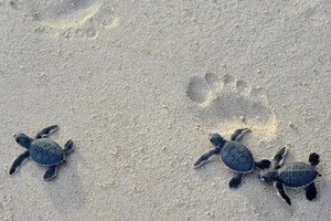 Ngắm rùa biển đẻ trứng tại Khu bảo tồn Hòn Cau