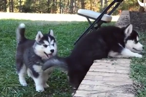 Chú husky giúp bạn leo qua bức tường bằng cách nào?