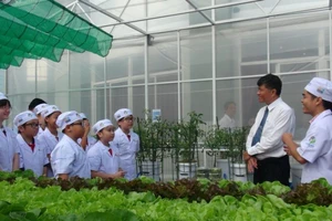 Ngắm vườn rau xanh mướt của học sinh tiểu học