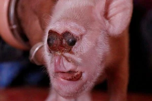Kỳ lạ chú heo sinh ra với khuôn mặt khỉ