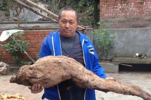 Đào được củ sắn khổng lồ có hình chân người
