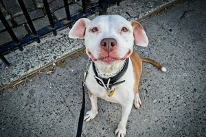 Chú chó 12 năm không ngừng cười