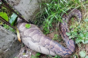 Trăn khổng lồ chết nghẹn sau khi nuốt một chú chó