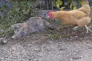 Bá đạo gà cướp mồi ngon của mèo