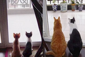 Thích thú với những cặp đôi thú cưng lớn lên cùng nhau