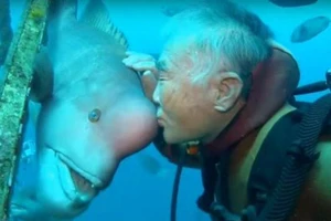 Tình bạn 25 năm của người và cá