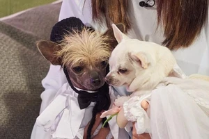 Chi hơn trăm triệu làm đám cưới cho cún cưng