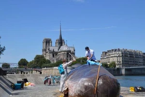 'Cá voi' bất ngờ mắc cạn giữa thủ đô Paris