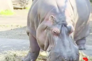 Hà mã 42 tuổi già nhất thế giới qua đời