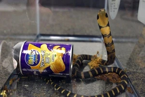 Mở hộp bánh, sững sờ thấy 3 con rắn hổ chúa 