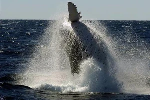 Cá voi hất tung tàu cá lên trời, 4 người nhập viện