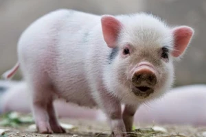 Sẽ sớm cấy ghép được nội tạng lợn cho người