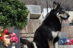 Cảm động chú chó 10 năm không rời mộ chủ