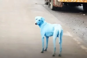 Chó ở Ấn Độ biến đổi màu lông bất thường