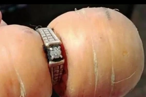 Thu hoạch cà rốt, tìm lại được nhẫn thất lạc 13 năm
