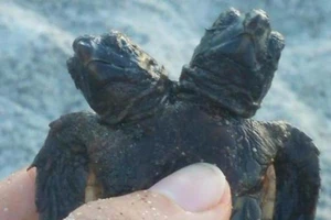 Bắt được rùa biển 2 đầu cực hiếm