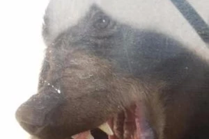 Nghẹt thở gấu đuổi theo bé trai 2 tuổi về tận nhà