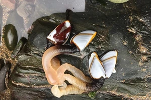 Phát hiện sinh vật biển kỳ dị trên bờ biển Anh