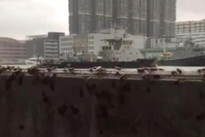 Hàng ngàn con gián chạy trốn khỏi cơn bão Hato