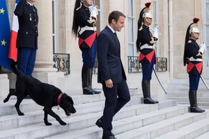 Nước Pháp có 'đệ nhất khuyển'