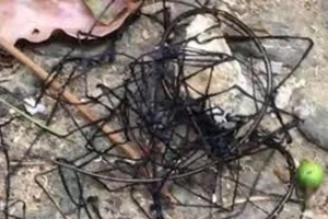 Xuất hiện sinh vật biển kì lạ ở Đài Loan