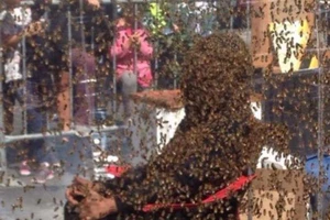 Lập kỷ lục để 100.000 ngàn con ong bu kín người