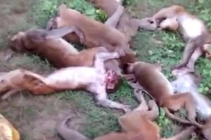 Gặp hổ, bầy khỉ chết vì nhồi máu cơ tim