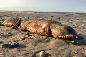 Sau siêu bão Harvey, phát hiện sinh vật biển kì dị