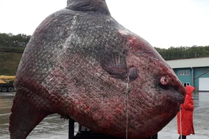 Bắt được cá mặt trăng khổng lồ nặng 1,1 tấn ở Nga