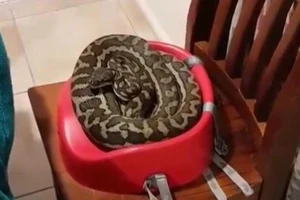 Đang ăn cơm, hoảng hồn phát hiện trăn cuộn tròn kế bên