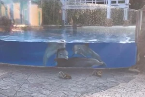 Bầy cá heo tụ tập 'làm quen' với sóc