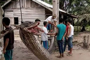 Bắt được mãng xà 8 m, dân Indonesia xẻ thịt nướng ăn