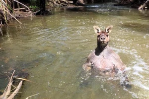Kangaroo vạm vỡ đến lực sĩ cũng 'chào thua'