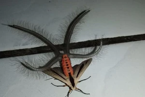 Dân mạng phát hoảng vì bướm kỳ dị ở Indonesia