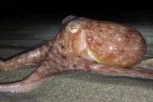 Hiện tượng lạ: Bạch tuộc đồng loạt bò lên bờ