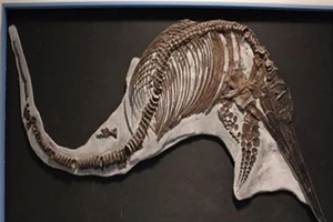 Phát hiện hóa thạch khủng long biển 150 triệu năm