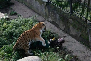 Kinh hoàng hổ dữ tấn công nữ nhân viên vườn thú Nga