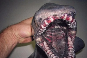 Bắt được cá mập thời tiền sử có 300 chiếc răng