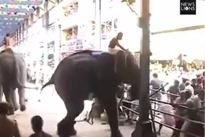 Clip: 'Voi điên' quật chết người tại lễ hội Ấn Độ