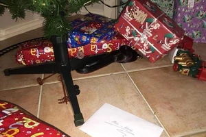 Kinh hoàng phát hiện rắn độc trong đống quà Giáng sinh