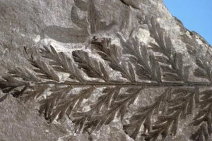 Bằng chứng hùng hồn Nam Cực từng có rừng nhiệt đới