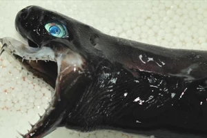 Bắt được cá mập nhìn như thể... 'ngoài hành tinh'